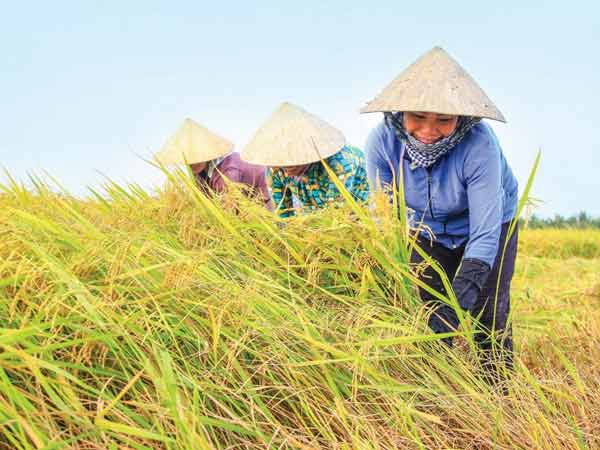 Chiêm bao thấy lúa chín nên đánh đề con bao nhiêu?