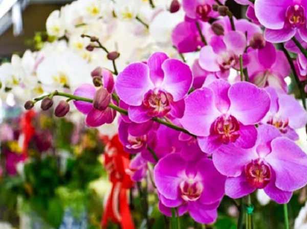 Nằm mộng thấy hoa lan nên đánh đề con gì