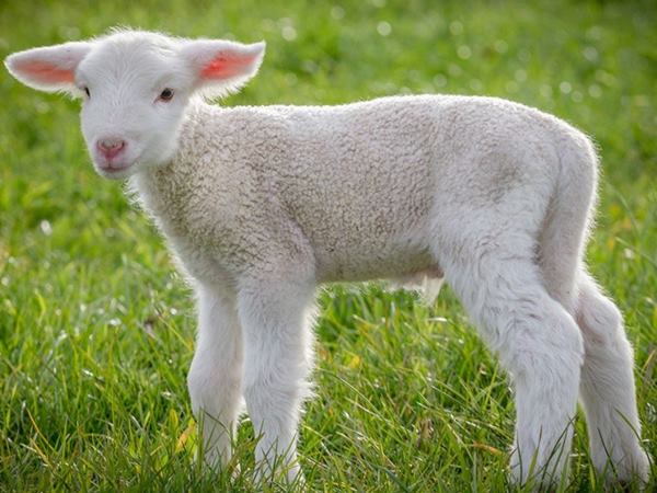 Giải đáp ý nghĩa nằm mơ thấy cừu là điềm báo gì?