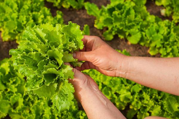 Mơ thấy cây xà lách Mơ thấy cây xà lách