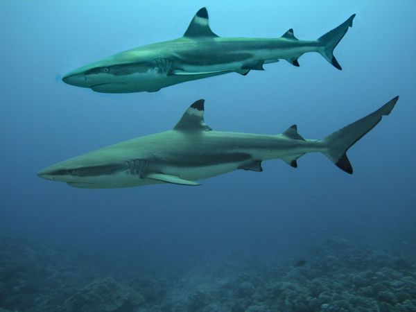 Phân tích ý nghĩa giấc mơ thấy cá mập báo hiệu điềm gì?