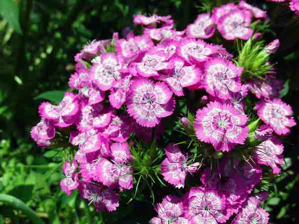 Hoa cẩm chướng số mấy – Nằm mơ thấy hoa cẩm chướng có ý nghĩa gì