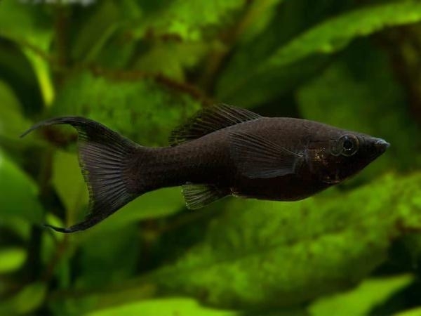 Nằm mộng thấy cá màu đen tấn công mình