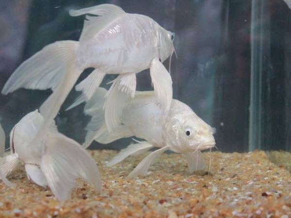 Luận giải giấc mộng thấy cá trắng bơi trong nước trong