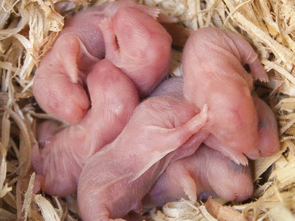 Ngủ mơ thấy chuột con là điềm gì, số gì lấy lộc?